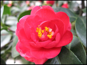 金华市花-茶花